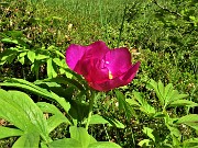 38  Peonia officinalis (Peonia selvatica) in piena fioritura